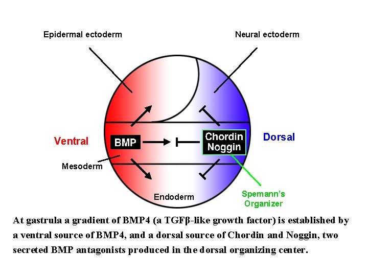 Epidermal ectoderm Neural ectoderm Dorsal Ventral Mesoderm Endoderm Spemann’s Organizer At gastrula a gradient