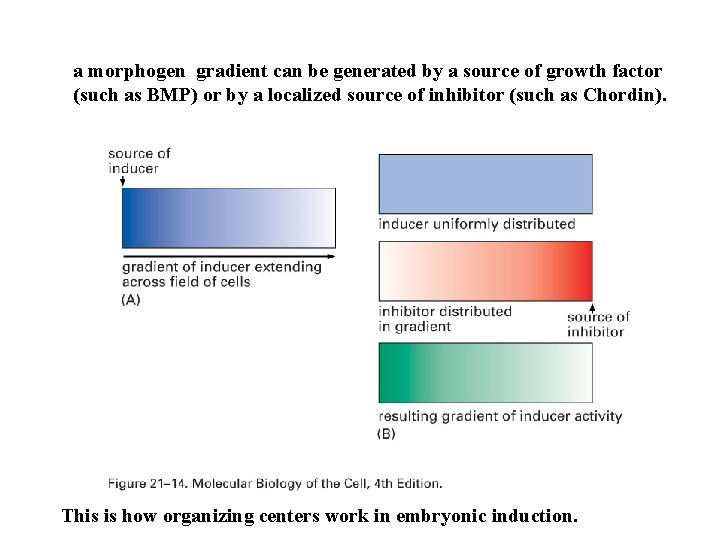 a morphogen gradient can be generated by a source of growth factor (such as