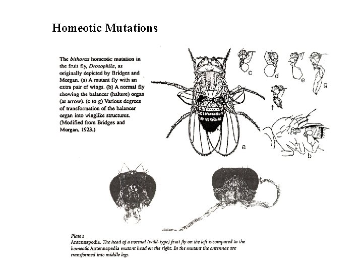 Homeotic Mutations 