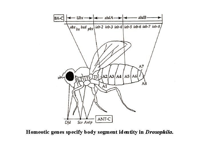 Homeotic genes specify body segment identity in Drosophila. 