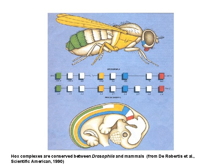 Hox complexes are conserved between Drosophila and mammals (from De Robertis et al. ,