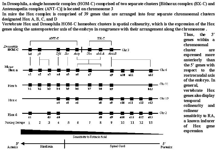In Drosophila, a single homeotic complex (HOM-C) comprised of two separate clusters [Bithorax complex