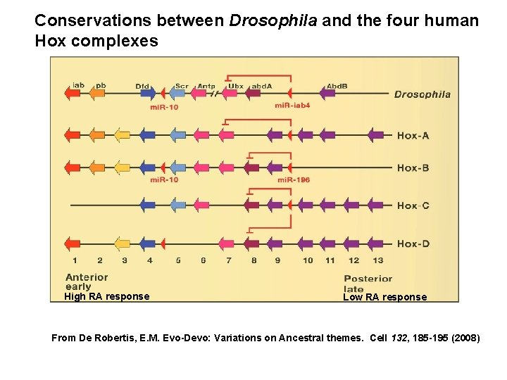 Conservations between Drosophila and the four human Hox complexes High RA response Low RA