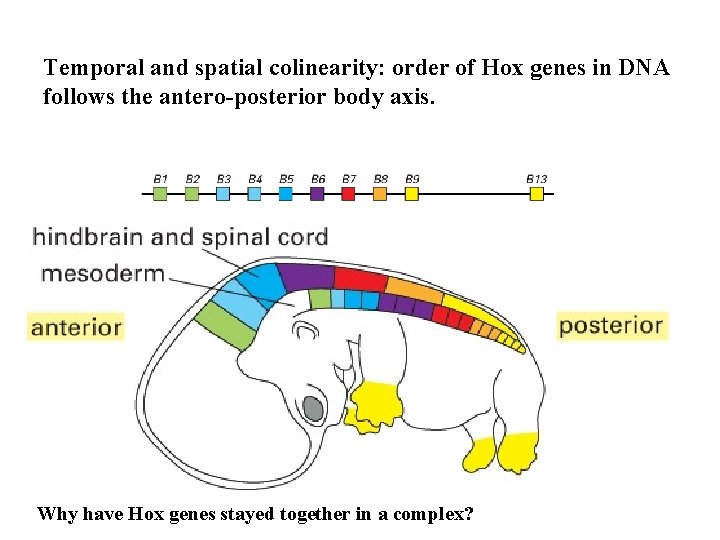 Temporal and spatial colinearity: order of Hox genes in DNA follows the antero-posterior body