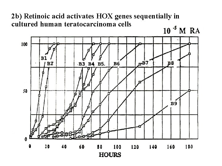 2 b) Retinoic acid activates HOX genes sequentially in cultured human teratocarcinoma cells 