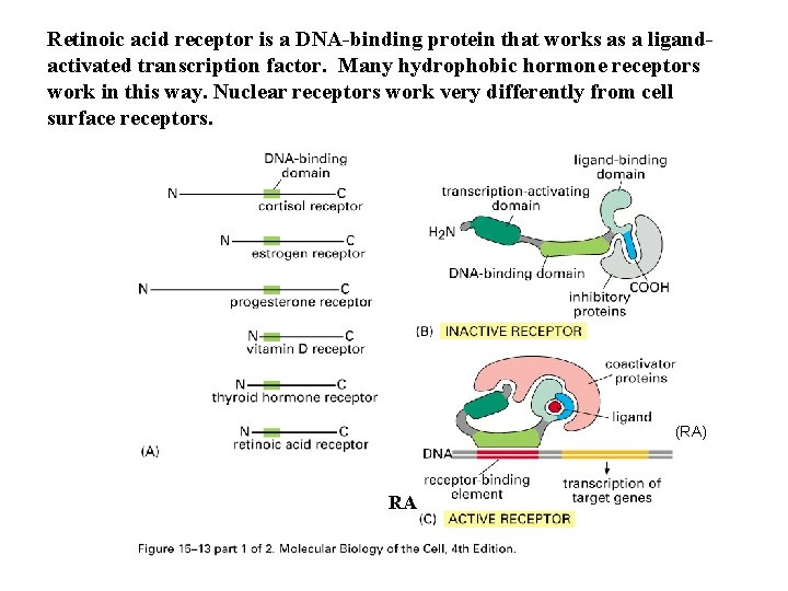 Retinoic acid receptor is a DNA-binding protein that works as a ligandactivated transcription factor.