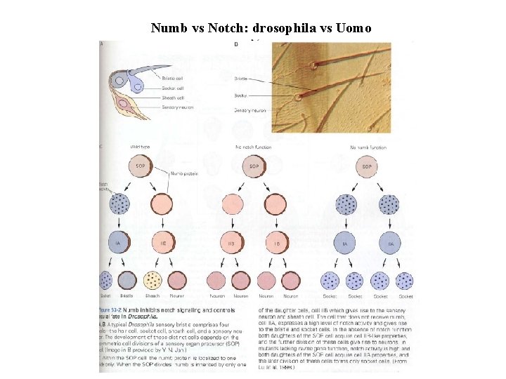 Numb vs Notch: drosophila vs Uomo 