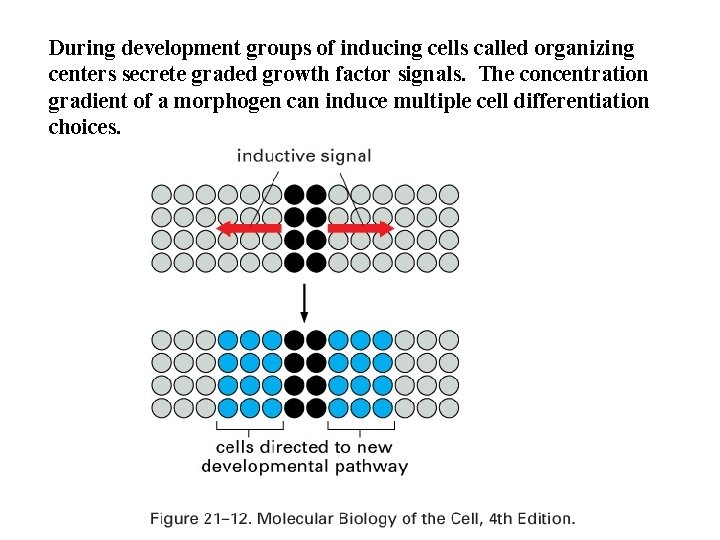 During development groups of inducing cells called organizing centers secrete graded growth factor signals.