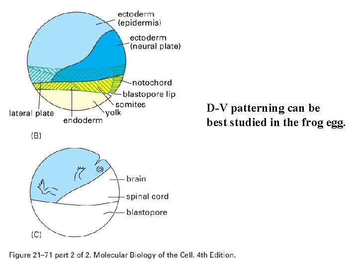 D-V patterning can be best studied in the frog egg. 