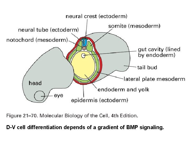 D-V cell differentiation depends of a gradient of BMP signaling. 