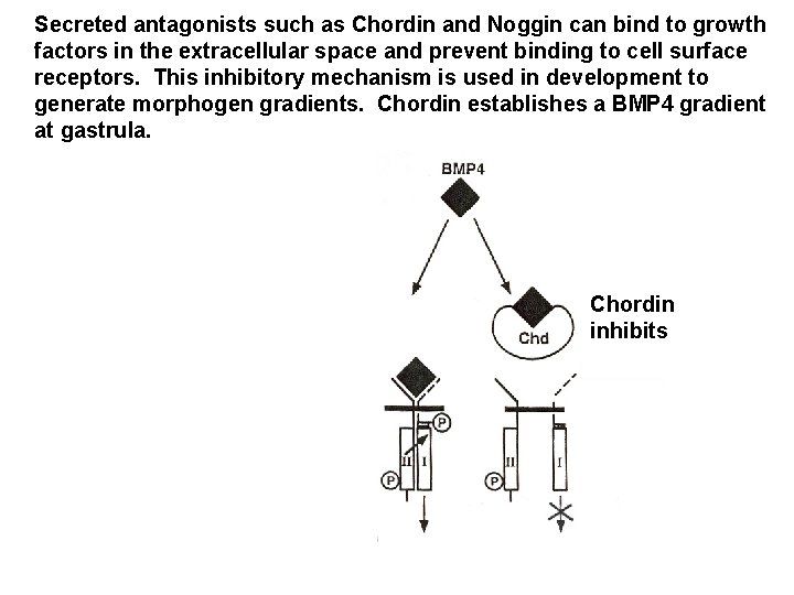 Secreted antagonists such as Chordin and Noggin can bind to growth factors in the