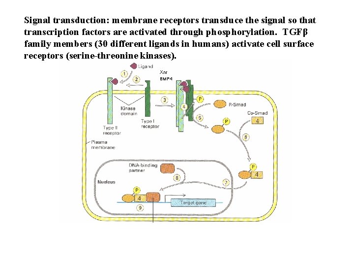 Signal transduction: membrane receptors transduce the signal so that transcription factors are activated through