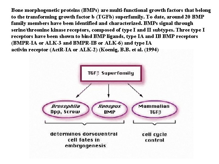 Bone morphogenetic proteins (BMPs) are multi-functional growth factors that belong to the transforming growth