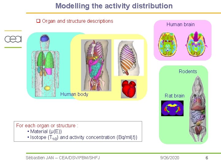 Modelling the activity distribution q Organ and structure descriptions Human brain Rodents Human body