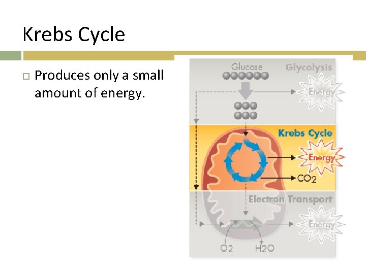 Krebs Cycle Produces only a small amount of energy. 