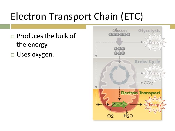 Electron Transport Chain (ETC) Produces the bulk of the energy Uses oxygen. 