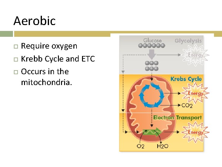 Aerobic Require oxygen Krebb Cycle and ETC Occurs in the mitochondria. 