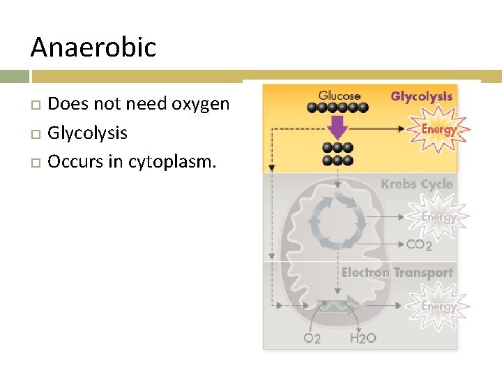 Anaerobic Does not need oxygen Glycolysis Occurs in cytoplasm. 