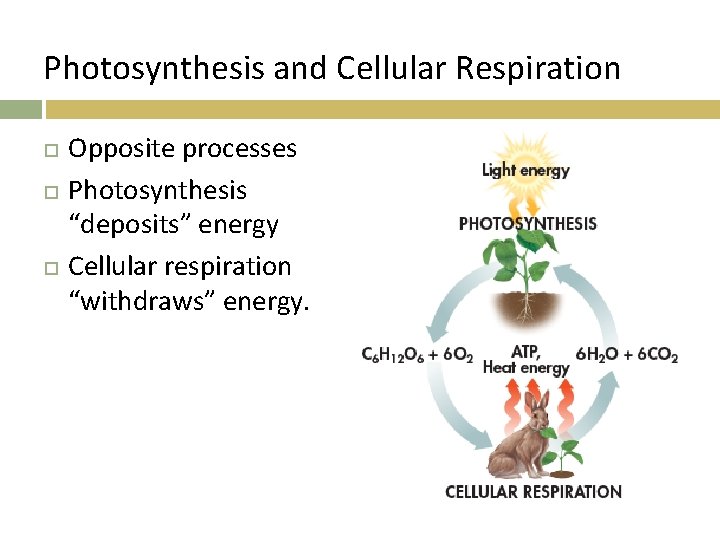 Photosynthesis and Cellular Respiration Opposite processes Photosynthesis “deposits” energy Cellular respiration “withdraws” energy. 