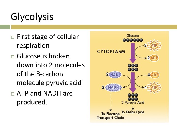 Glycolysis First stage of cellular respiration Glucose is broken down into 2 molecules of