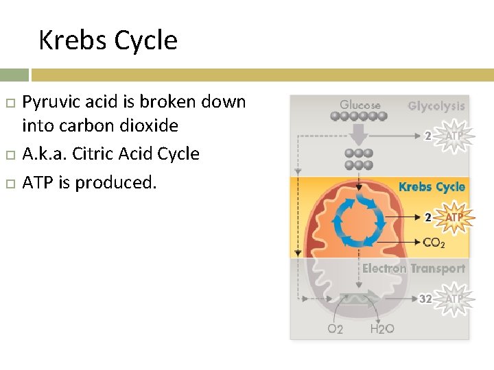 Krebs Cycle Pyruvic acid is broken down into carbon dioxide A. k. a. Citric