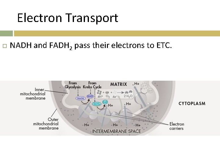 Electron Transport NADH and FADH 2 pass their electrons to ETC. 