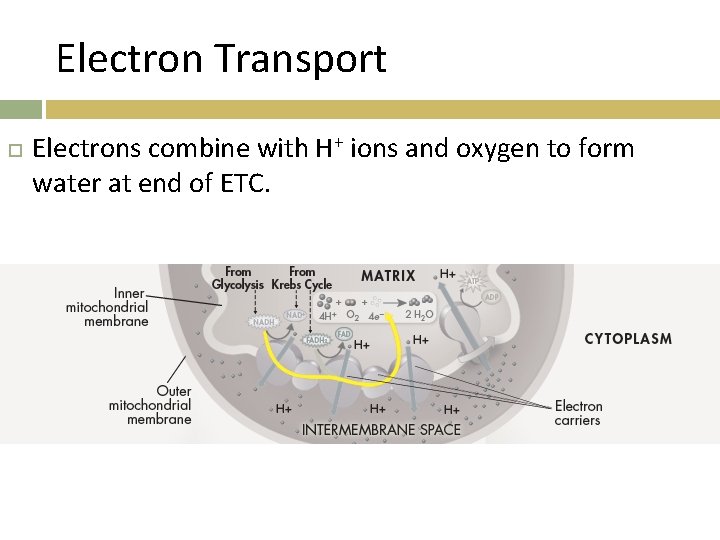 Electron Transport Electrons combine with H+ ions and oxygen to form water at end