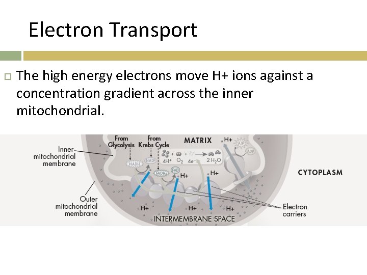 Electron Transport The high energy electrons move H+ ions against a concentration gradient across