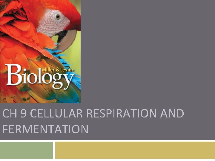 CH 9 CELLULAR RESPIRATION AND FERMENTATION 