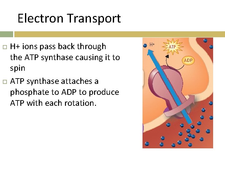 Electron Transport H+ ions pass back through the ATP synthase causing it to spin