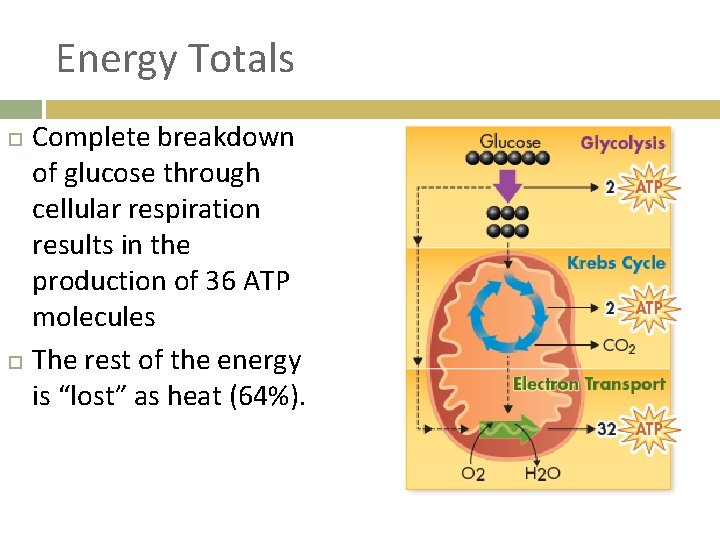 Energy Totals Complete breakdown of glucose through cellular respiration results in the production of