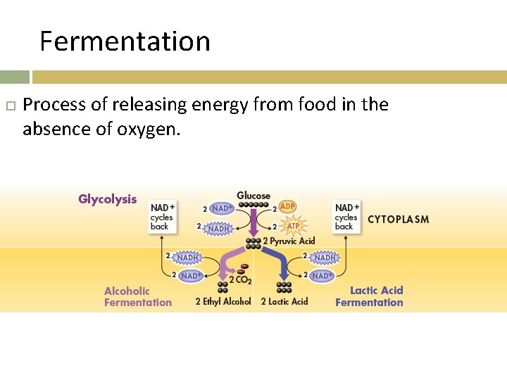 Fermentation Process of releasing energy from food in the absence of oxygen. 