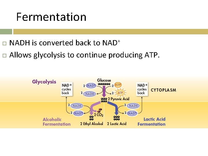 Fermentation NADH is converted back to NAD+ Allows glycolysis to continue producing ATP. 