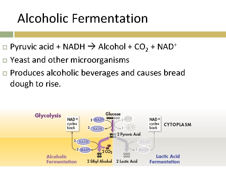 Alcoholic Fermentation Pyruvic acid + NADH Alcohol + CO 2 + NAD+ Yeast and