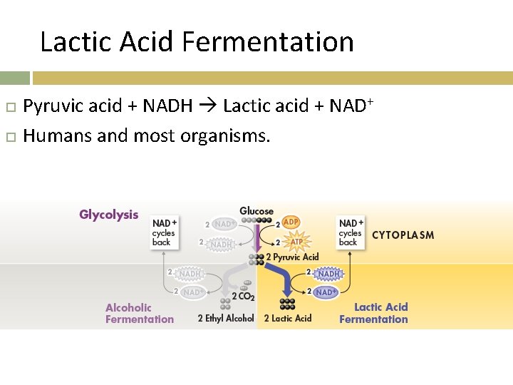 Lactic Acid Fermentation Pyruvic acid + NADH Lactic acid + NAD+ Humans and most