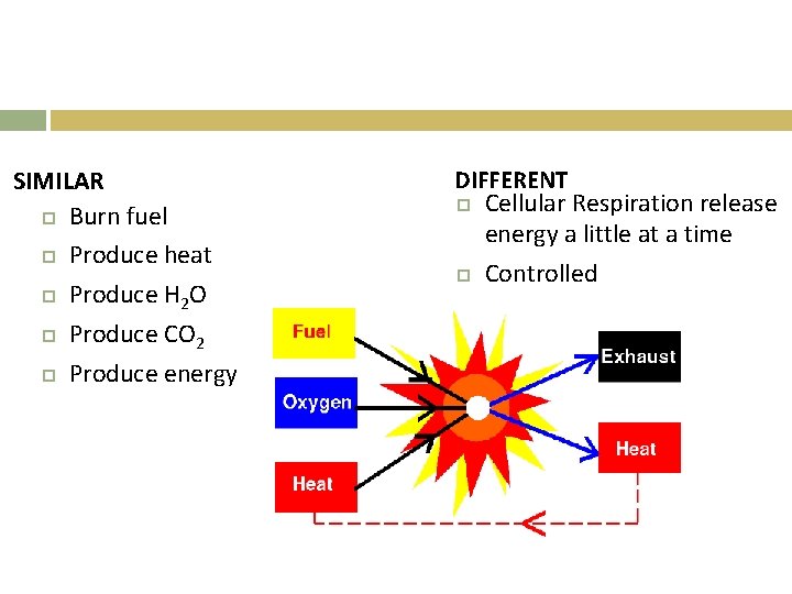 SIMILAR Burn fuel Produce heat Produce H 2 O Produce CO 2 Produce energy