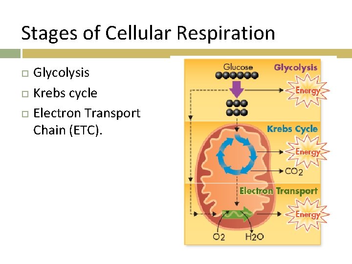 Stages of Cellular Respiration Glycolysis Krebs cycle Electron Transport Chain (ETC). 