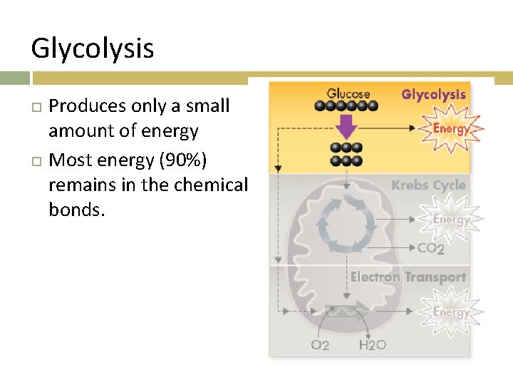 Glycolysis Produces only a small amount of energy Most energy (90%) remains in the