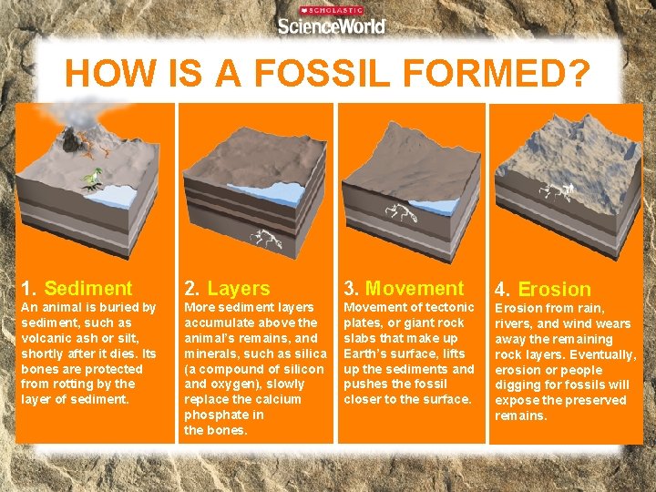 HOW IS A FOSSIL FORMED? 1. Sediment 2. Layers 3. Movement 4. Erosion An