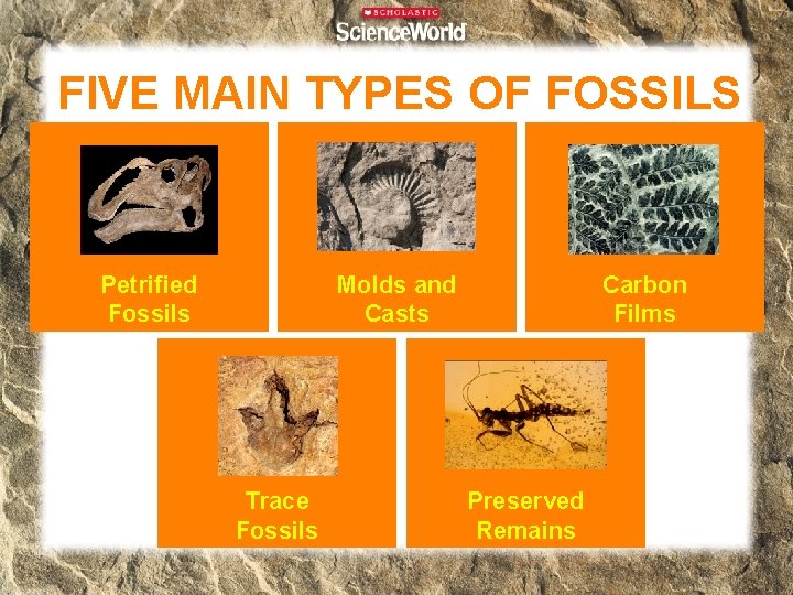 FIVE MAIN TYPES OF FOSSILS Molds and Casts Petrified Fossils Trace Fossils Carbon Films