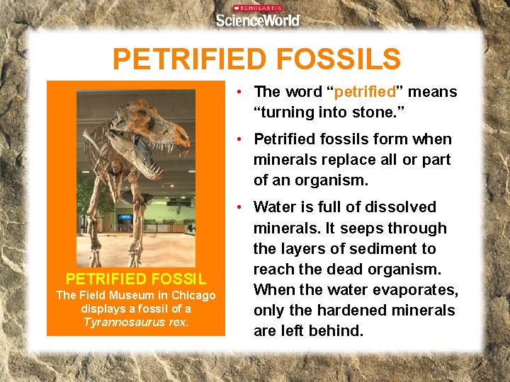 PETRIFIED FOSSILS • The word “petrified” means “turning into stone. ” • Petrified fossils