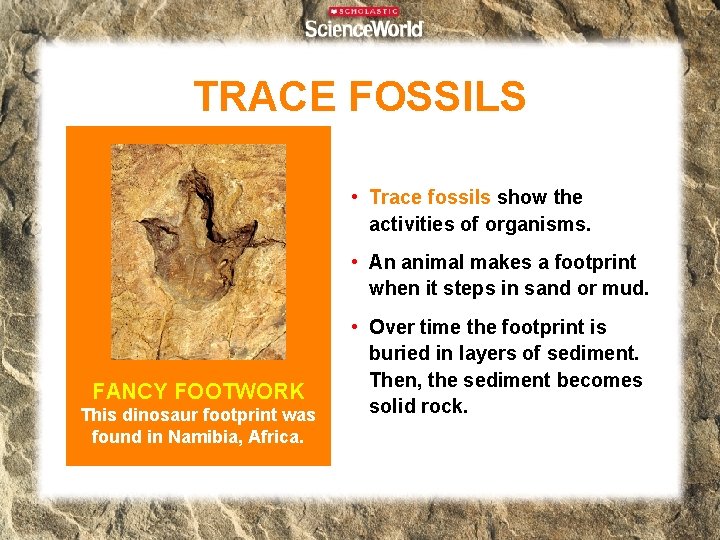 TRACE FOSSILS • Trace fossils show the activities of organisms. • An animal makes