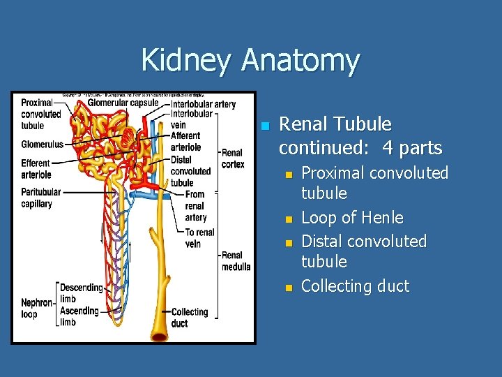 Kidney Anatomy n Renal Tubule continued: 4 parts n n Proximal convoluted tubule Loop