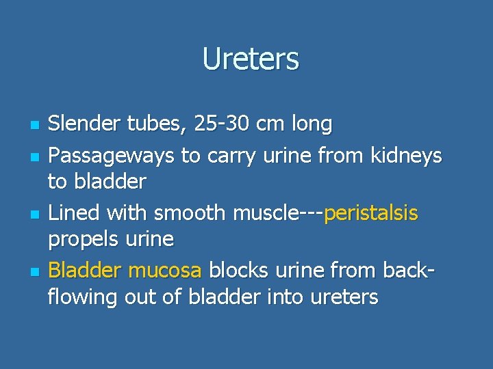 Ureters n n Slender tubes, 25 -30 cm long Passageways to carry urine from