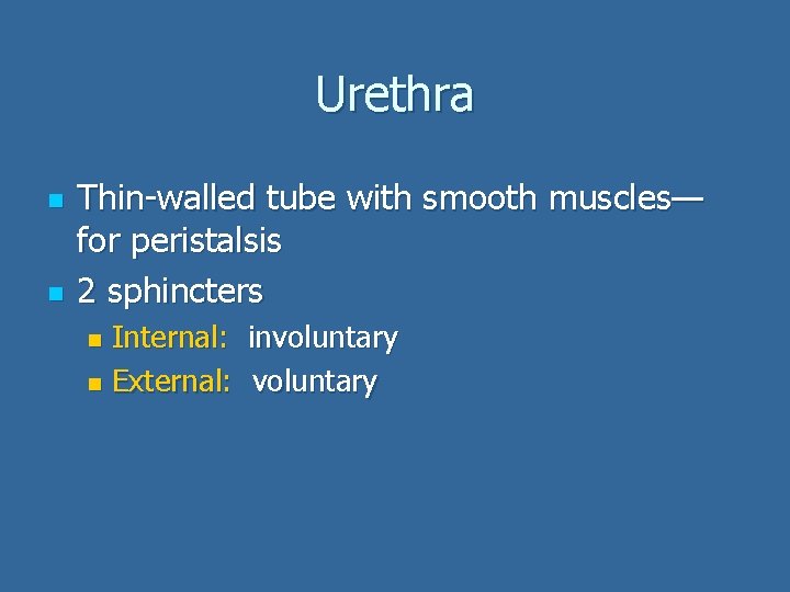 Urethra n n Thin-walled tube with smooth muscles— for peristalsis 2 sphincters Internal: involuntary
