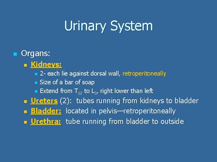 Urinary System n Organs: n Kidneys: n n n 2 - each lie against