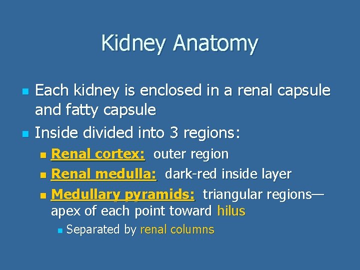 Kidney Anatomy n n Each kidney is enclosed in a renal capsule and fatty