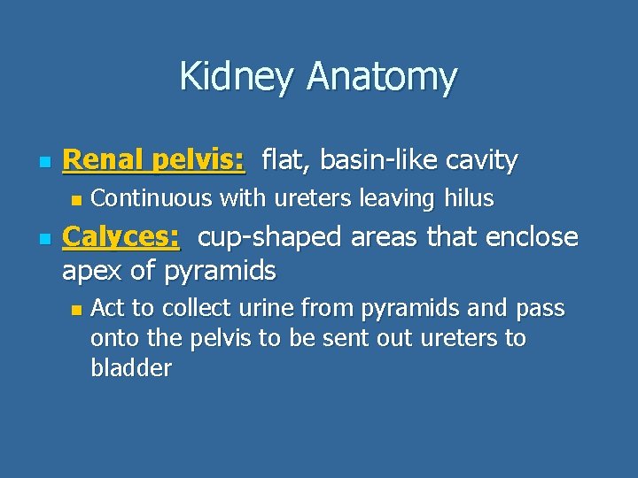 Kidney Anatomy n Renal pelvis: flat, basin-like cavity n n Continuous with ureters leaving