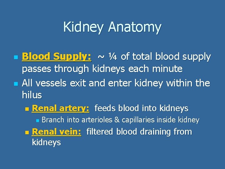Kidney Anatomy n n Blood Supply: ~ ¼ of total blood supply passes through