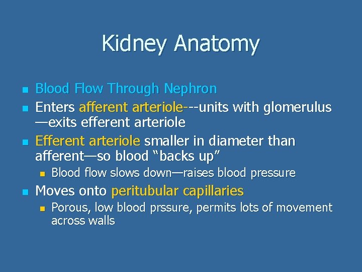 Kidney Anatomy n n n Blood Flow Through Nephron Enters afferent arteriole---units with glomerulus